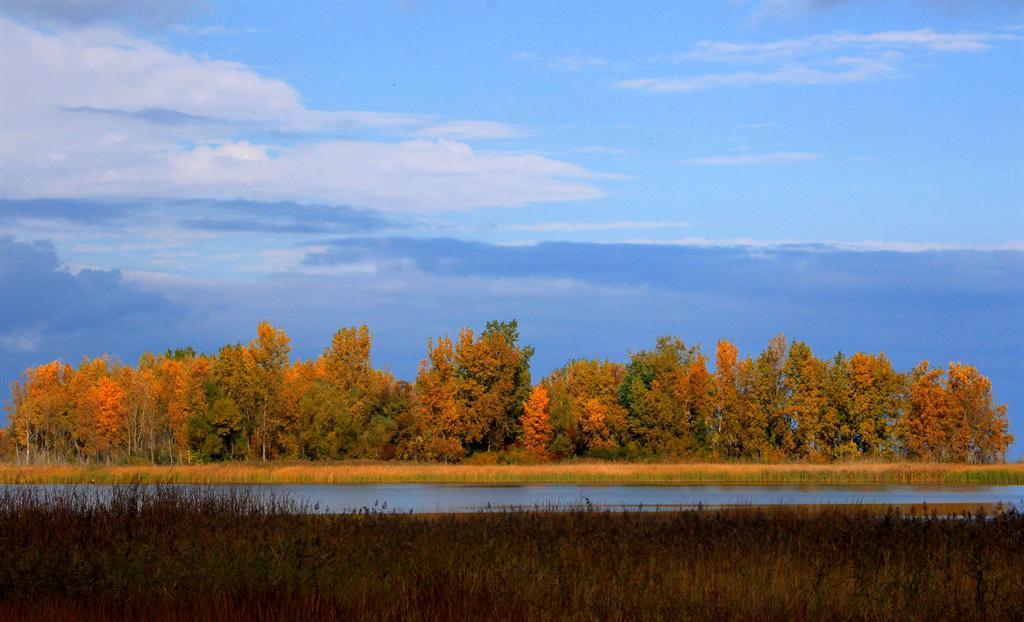 Fall Colors